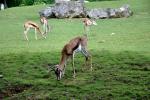 2013 07 06 beauval 055